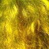 British Gotland Lamb Doll Hair Fibre Yellow Platinum