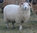 Shetland Raw Fleece 200g