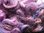Devon & Cornwall Longwool Loose Fleece Purples 50g