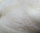 Texal White Undyed Carded Wool 50g