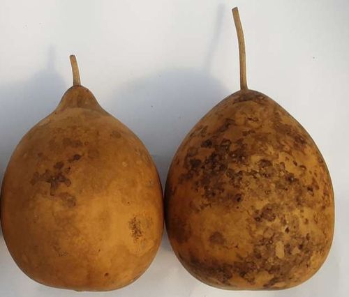 Dried and Washed large Bushel Gourds - Set of two