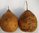 Dried and Washed large Bushel Gourds - Set of two