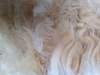 Alpaca Raw (Unwashed) Fleece 200g