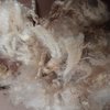 Cheviot X Whitefaced Dartmoor (unwashed) Fleece 400g