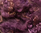 50g Teeswater Loose Fleece in Purple Shades