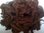 Alpaca Huacaya Loose Fibre Chocolate Brown Undyed 50g