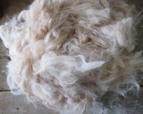 Raw Unwashed Alpaca Fleece in Ivory for Craft, Spinning and Stuffing - 2nd Quality