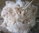Raw Unwashed Alpaca Fleece in Ivory for Craft, Spinning and Stuffing - 2nd Quality