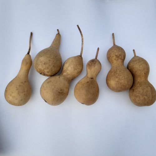 Dried and washed Mini gourds large set of 6