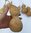 Dried and washed Mini gourds large set of 6