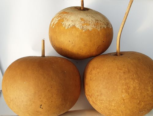 Dried and washed medium canteen Gourds set of Three
