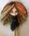 Teeswater Dragons wood Doll Wig