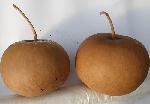 Dried and washed Large Canteen gourds Set of Two