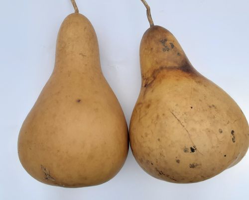 Dried and Washed large Pear Gourds - Set of two