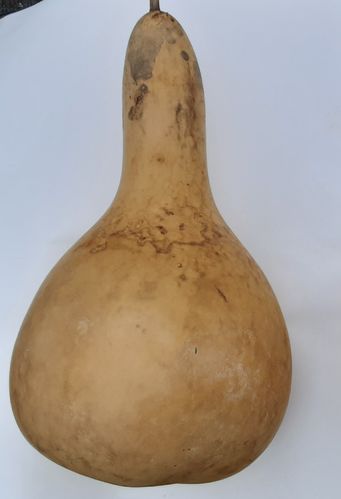X Large Dried and Washed large Pear Gourds