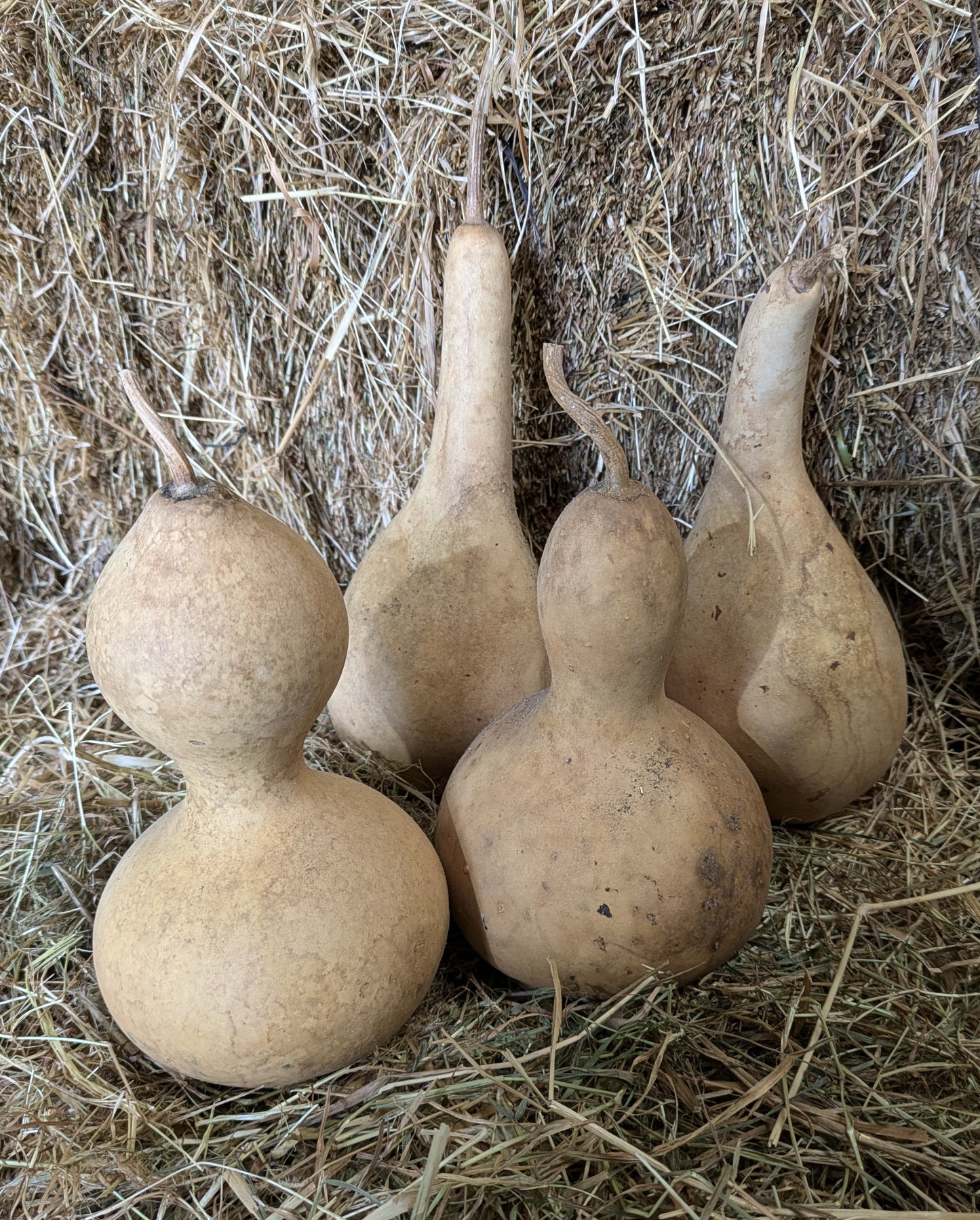 Set of 4 Small dried and washed gourds