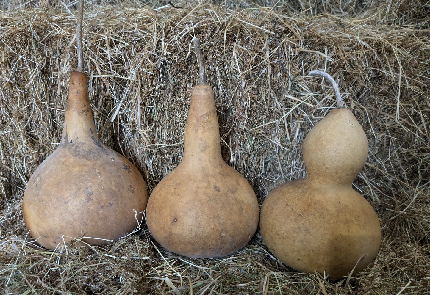 Set of 3 Medium dried and washed gourds