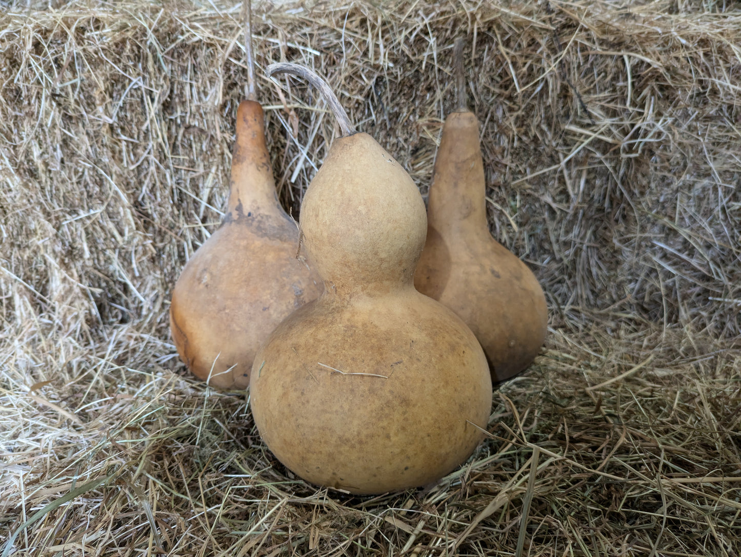 Set of 3 Medium dried and washed gourds