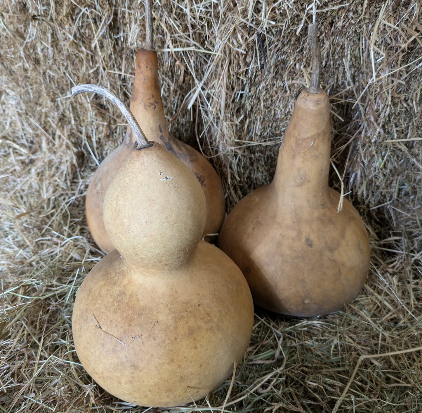 Set of 3 Medium dried and washed gourds