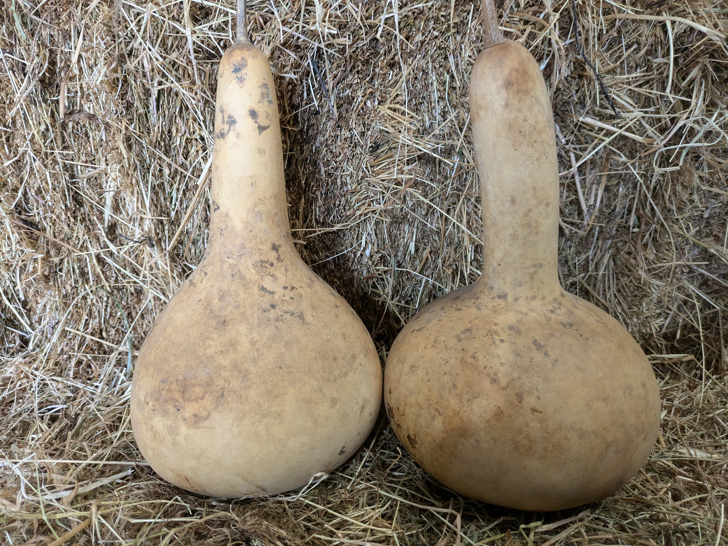 Set of 2 Large dried and washed gourds
