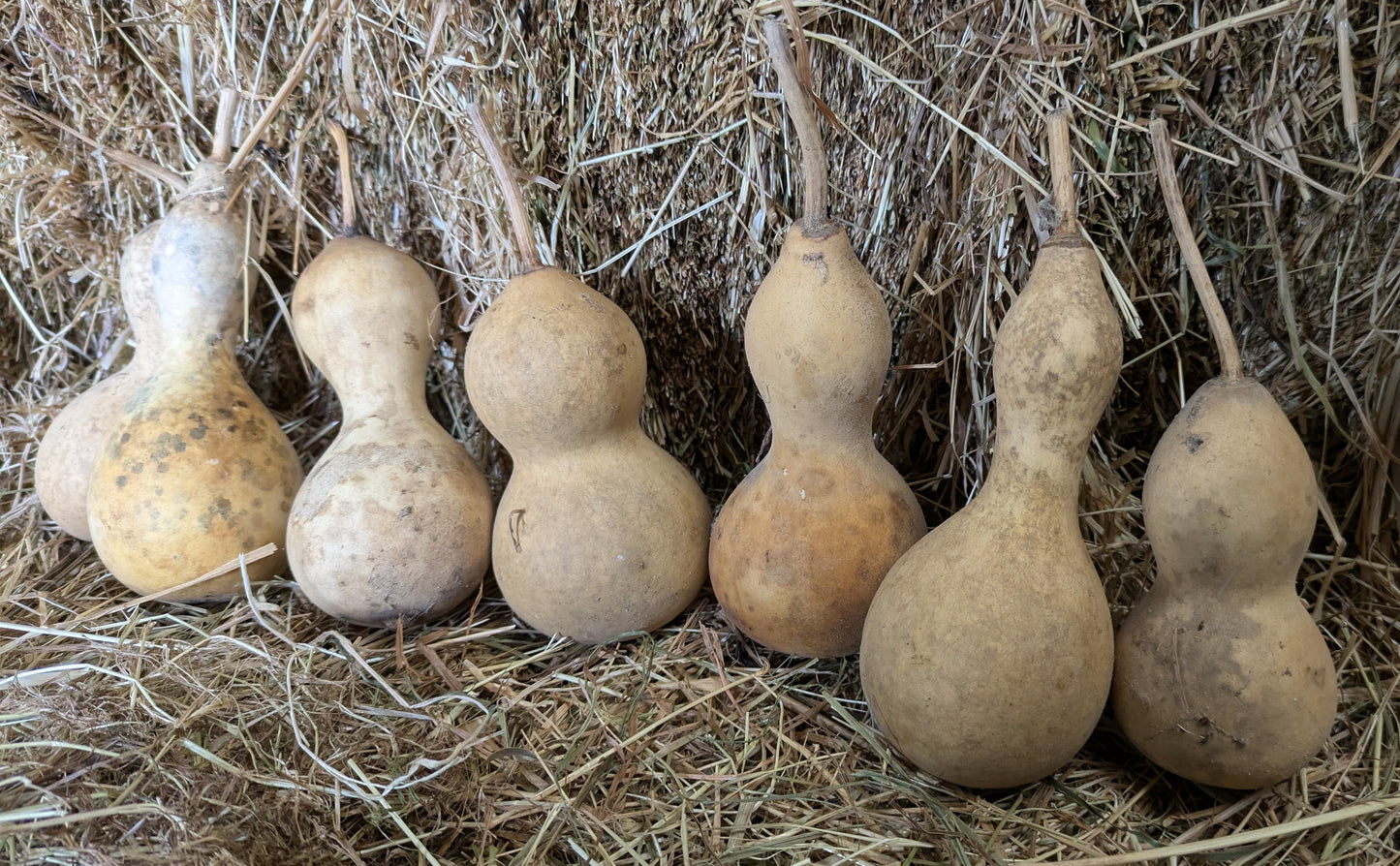 Set of 7 Medium Mini dried and washed gourds