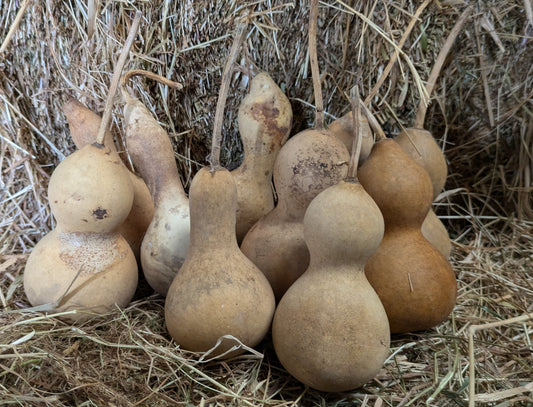 Set of 10 Micro Mini dried and washed gourds