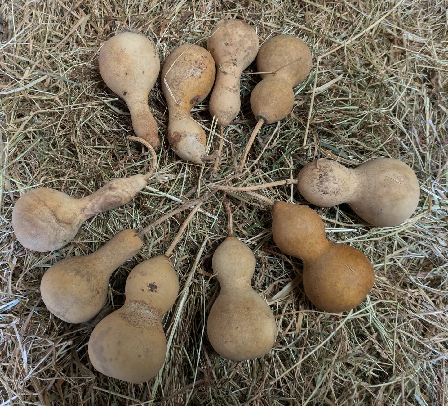 Set of 10 Micro Mini dried and washed gourds