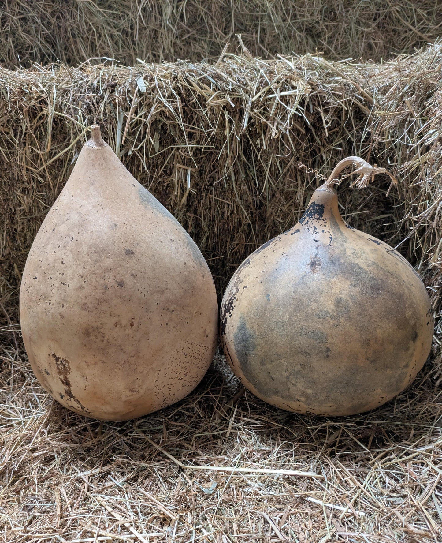 Set of 2 Large dried and washed Bushel gourds