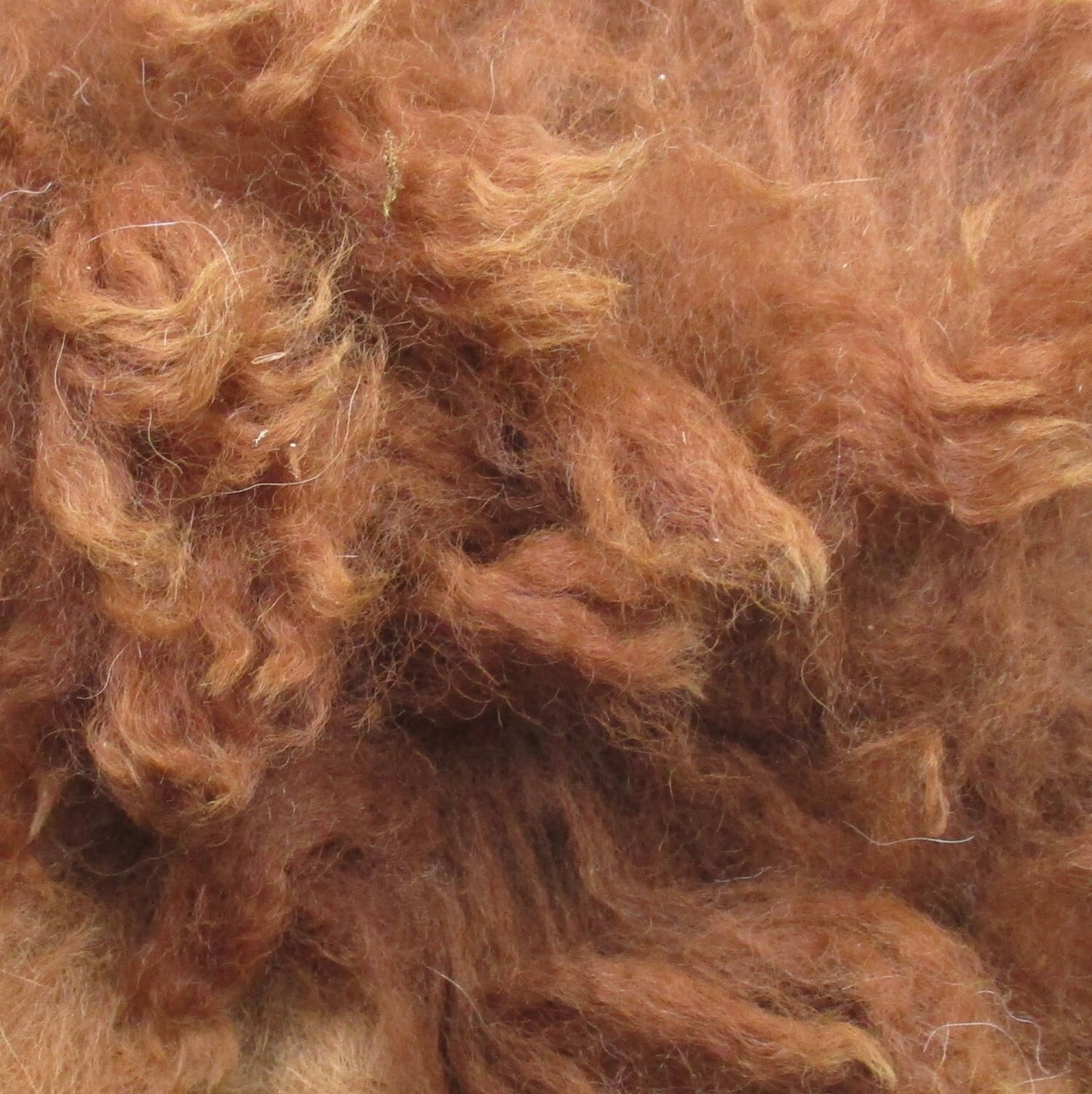 Huacaya Alpaca Brown