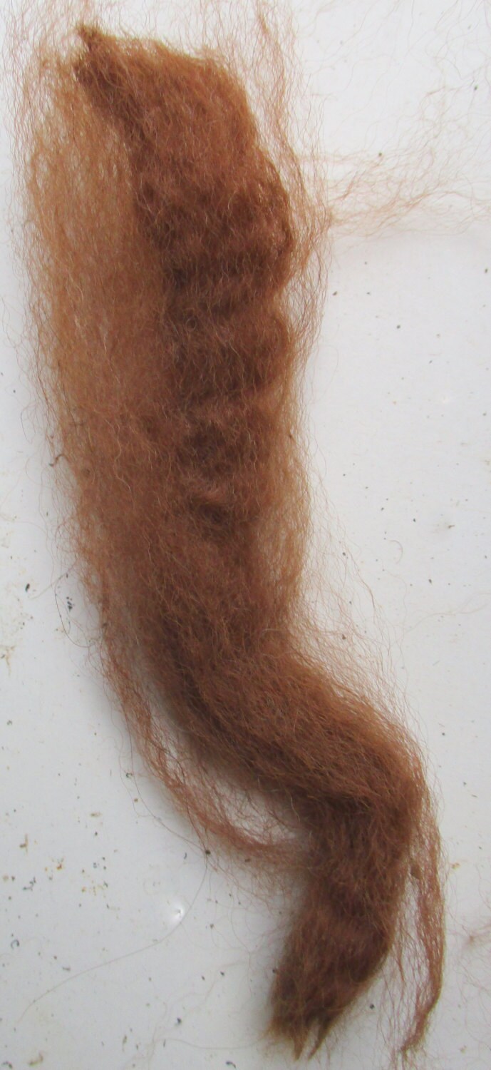 Huacaya Alpaca Brown