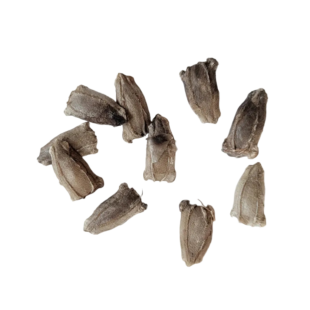 Bottle gourd seeds