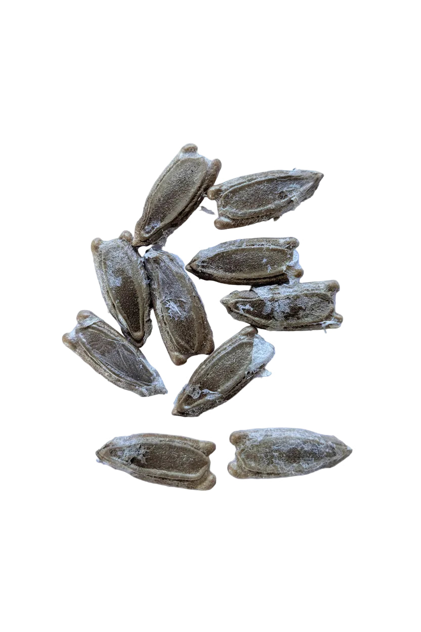 bottle gourd seeds
