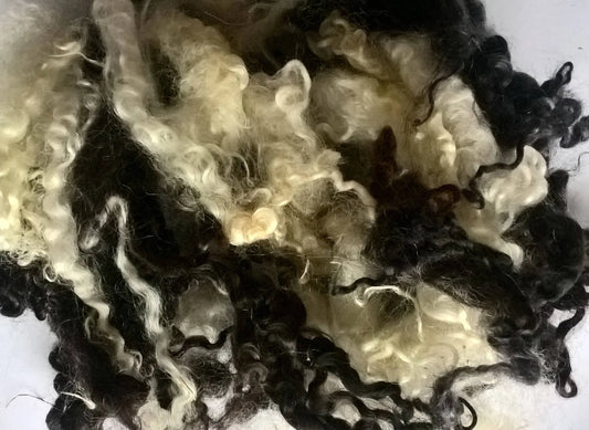 Teeswater Loose Fibre in Evening Grey