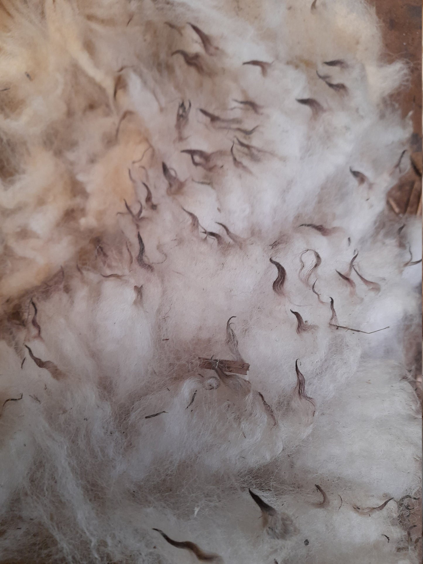 Exmoor Horn Raw (Unwashed) Full Fleece  for Spinning and Crafts