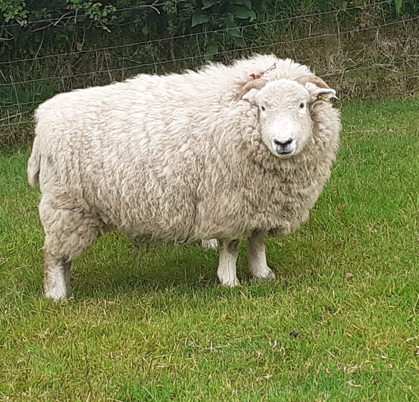 Exmoor Horn Raw (Unwashed) Full Fleece  for Spinning and Crafts