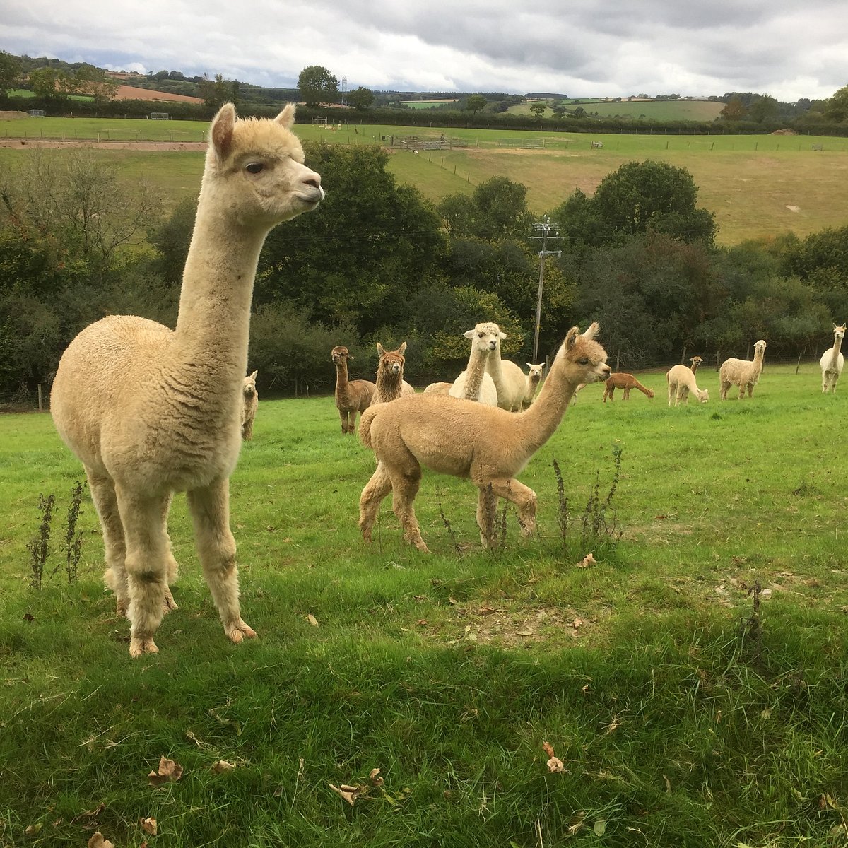 Huacaya Alpaca Brown