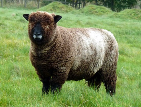 Black Ryeland Fleece