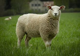 Texal Raw (Unwashed) Full Fleece for Spinning and Crafts