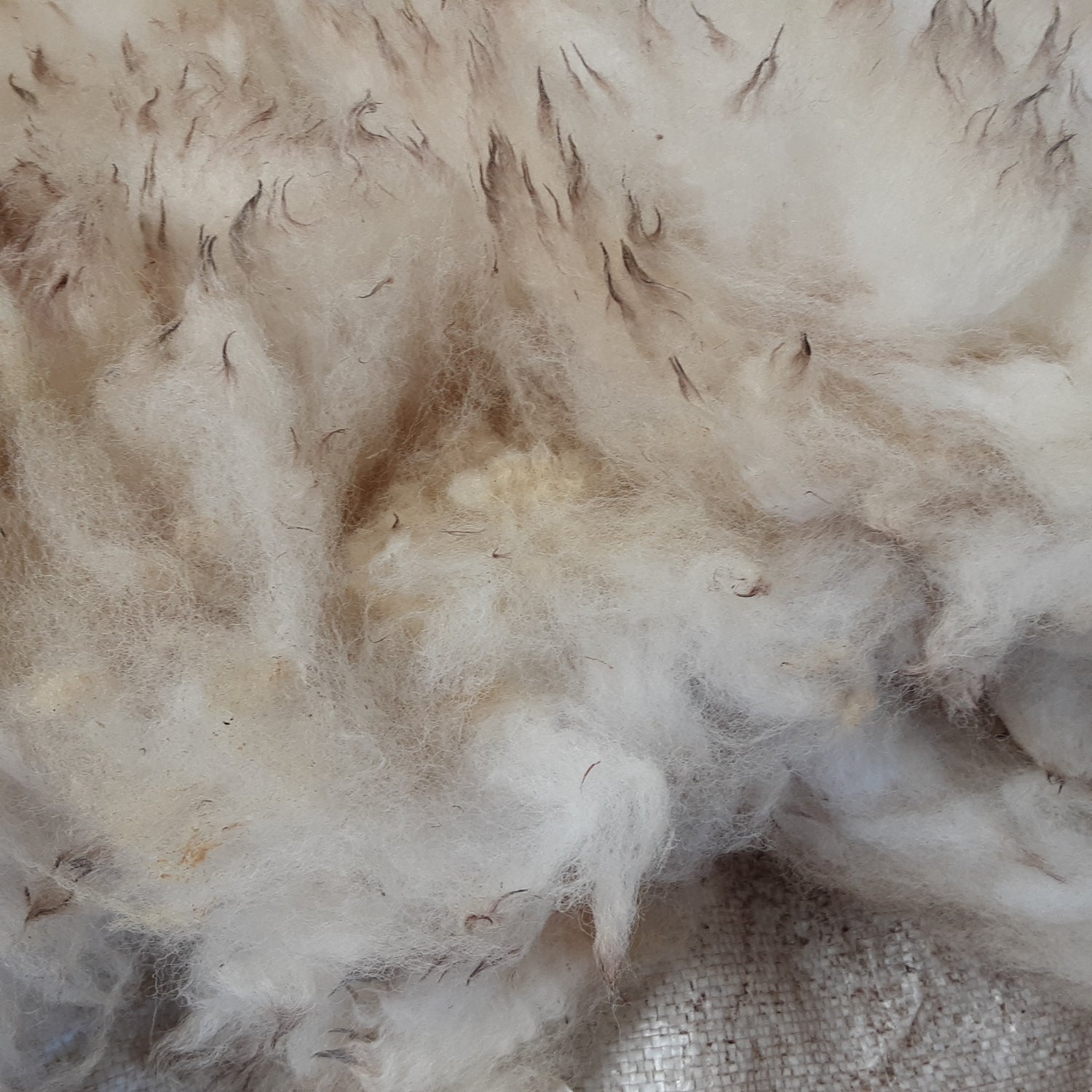 Washed and Unwashed Fleece