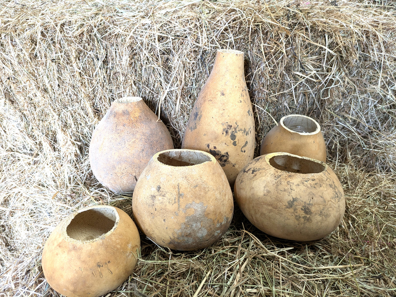 Cut and de seeded Gourds