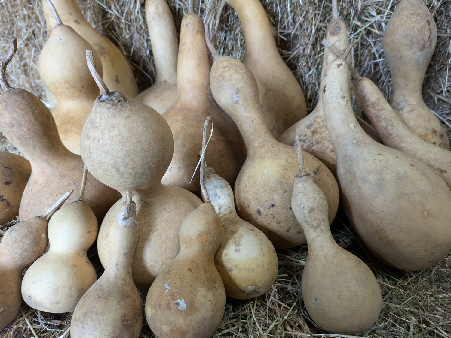 Dried and washed gourds