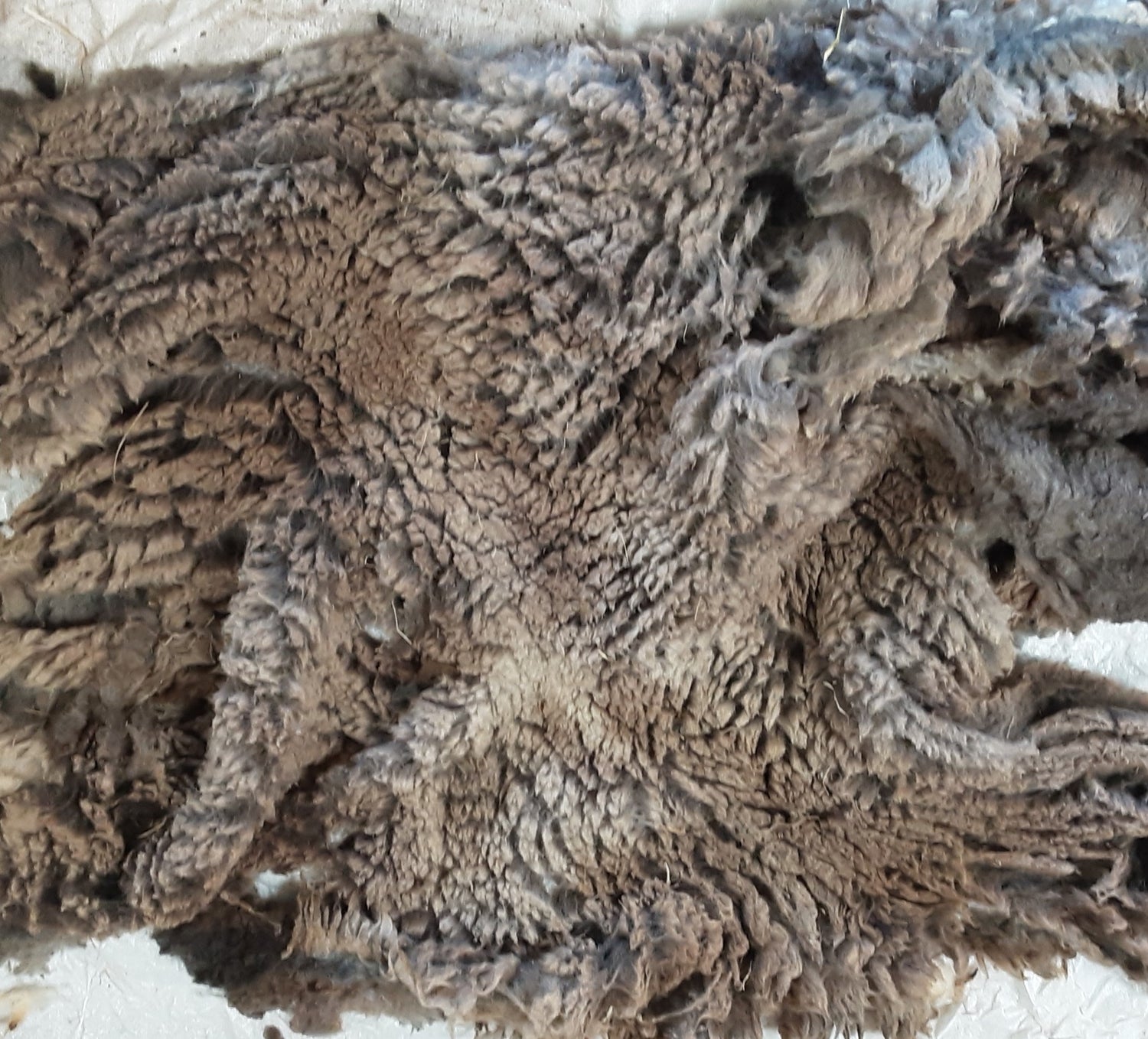 Whole Unwashed Fleece