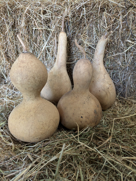 Set of 4 Small dried and washed gourds