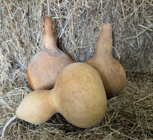 Set of 3 Medium dried and washed gourds