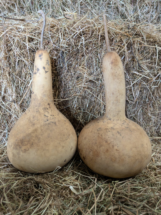 Set of 2 Large dried and washed gourds