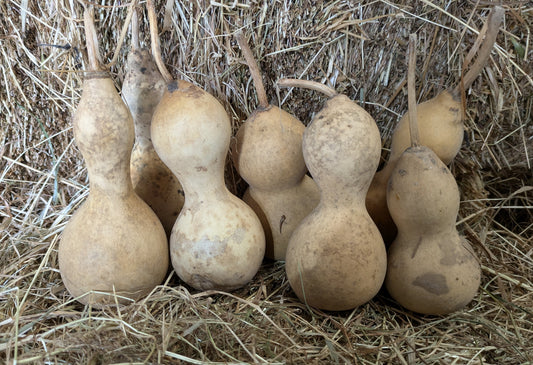 Set of 7 Medium Mini dried and washed gourds