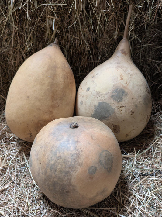 Set of 3 medium dried and washed Bushel gourds