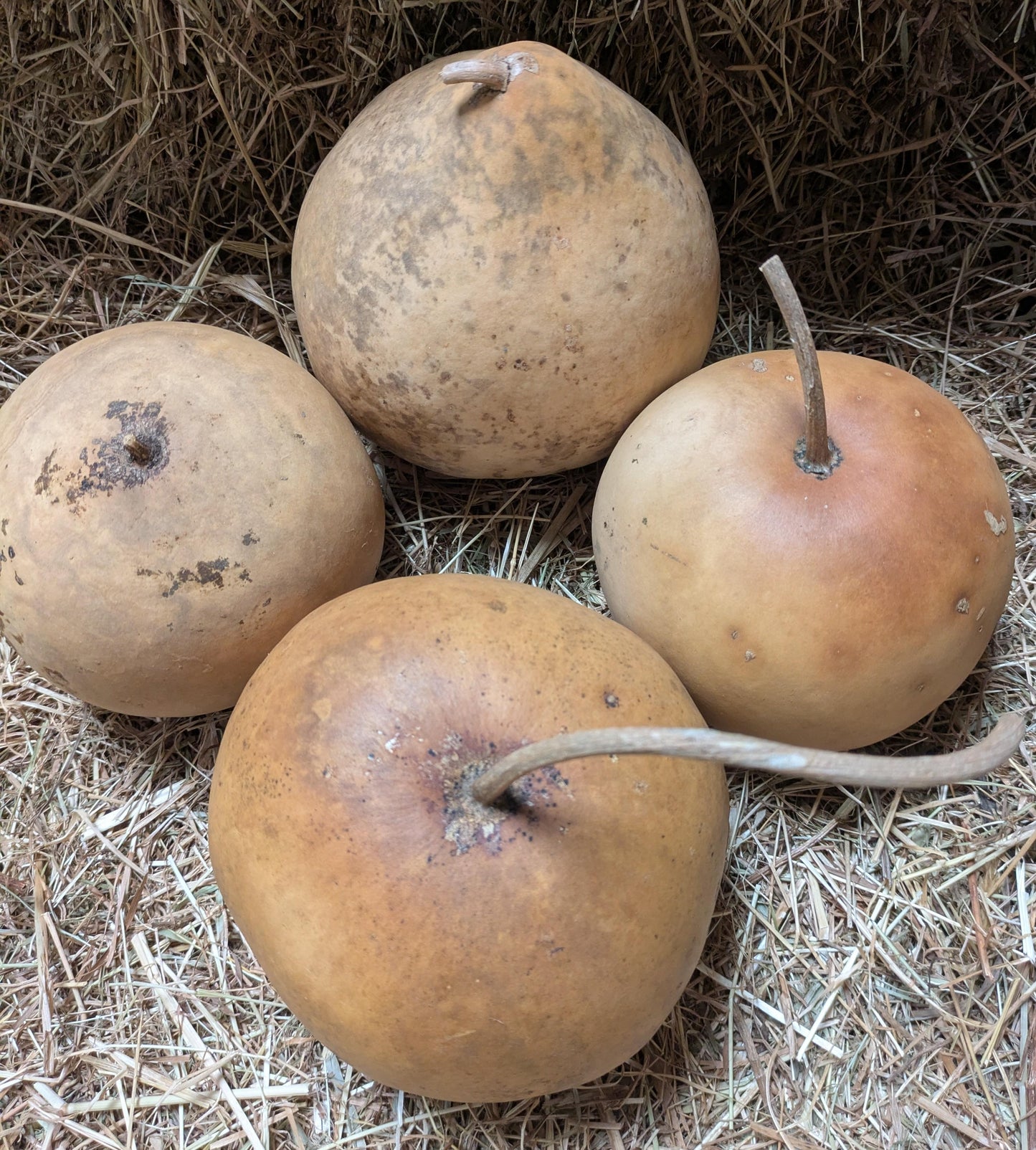 Set of 4 Small dried and washed Bushel gourds