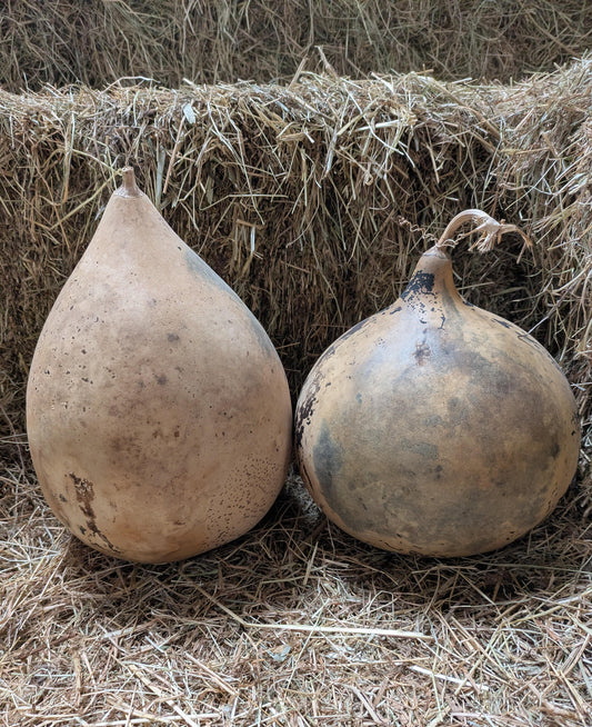 Set of 2 Large dried and washed Bushel gourds