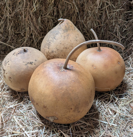 Set of 4 Small dried and washed Bushel gourds